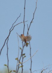 Emberiza rutila