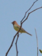 Emberiza rutila