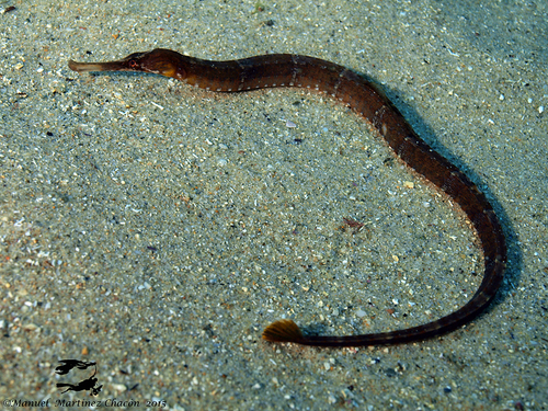 Greater Pipefish, photo 3 of 7