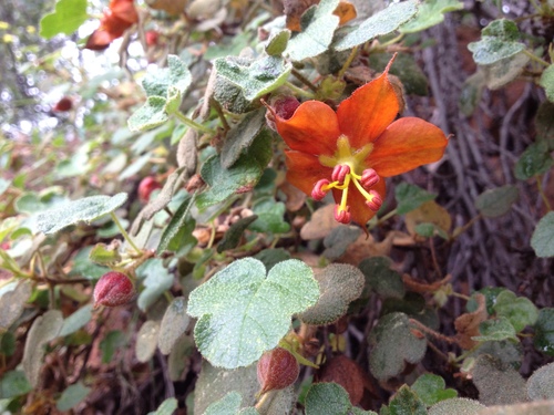 Image of Pine Hill Flannelbush (Fremontodendron decumbens) by (c) Ryan Elliott, some rights reserved (CC BY)