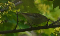 Phylloscopus plumbeitarsus
