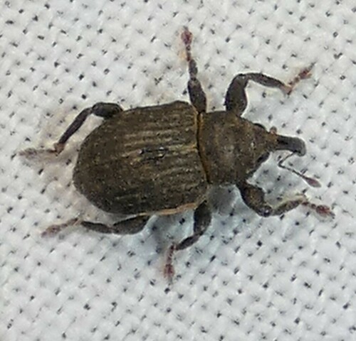 Mottled Waterhyacinth Weevil photo 3