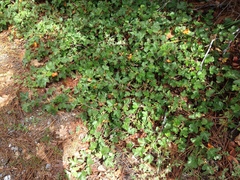 Fremontodendron decumbens