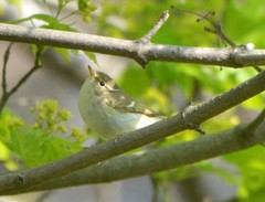Phylloscopus plumbeitarsus