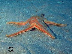 Astropecten aranciacus