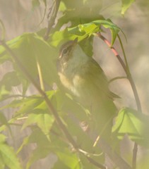 Phylloscopus schwarzi