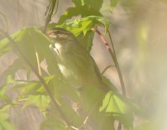 Phylloscopus schwarzi