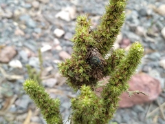 Acmaeodera flavopicta