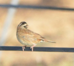 Emberiza tristrami