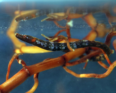 Prophet's Pipefish photo 3