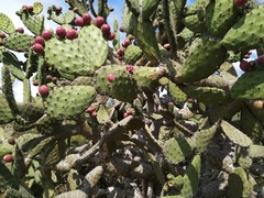 Opuntia hyptiacantha