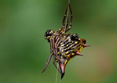 Gasteracantha crucigera