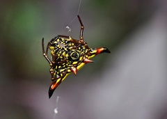 Gasteracantha crucigera
