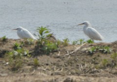 Egretta eulophotes