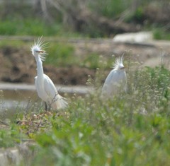 Egretta eulophotes