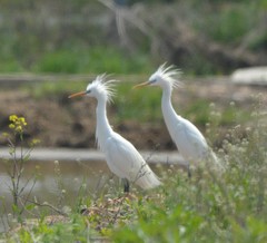 Egretta eulophotes