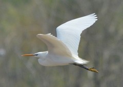 Egretta eulophotes