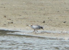 Charadrius placidus