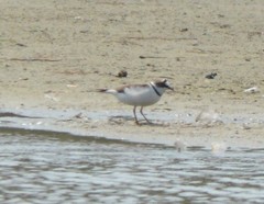 Charadrius placidus