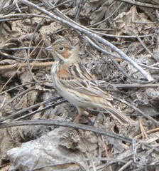 Emberiza fucata