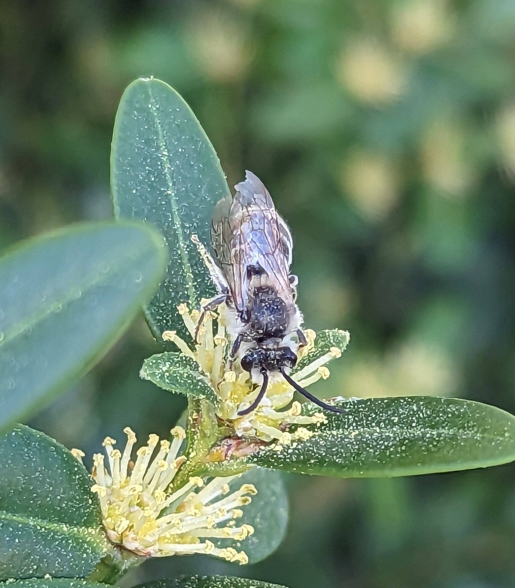 Frigid Mining Bee