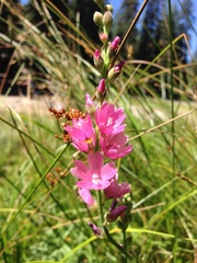 Sidalcea oregana