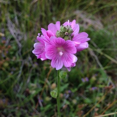 Sidalcea oregana
