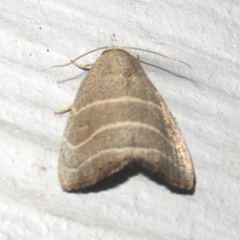 Bagisara rectifascia