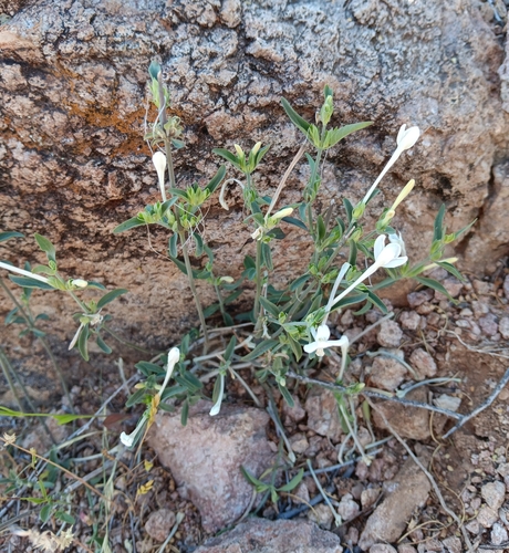 Image of Justicia longii by (c) Tyler Ekholm, some rights reserved (CC BY)