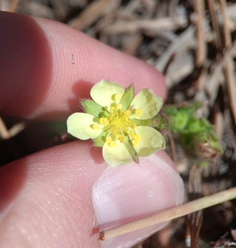 Image of Potentilla subviscosa by (c) Tyler Ekholm, some rights reserved (CC BY)