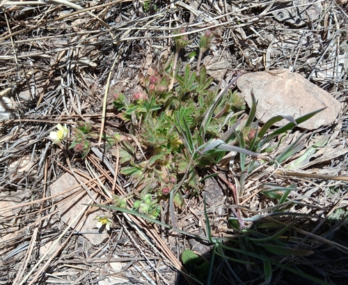 Image of Potentilla subviscosa by (c) Tyler Ekholm, some rights reserved (CC BY)