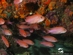 Anthias anthias