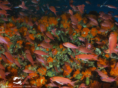 Anthias anthias