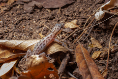 Duellman's Pigmy Leaf-Toed Gecko photo 3