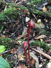 Monotropa coccinea
