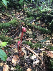 Monotropa coccinea