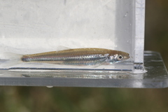 Notropis rubellus