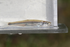 Notropis rubellus