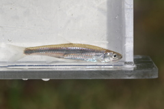 Notropis rubellus