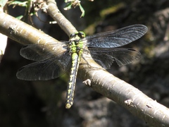 Ophiogomphus obscurus