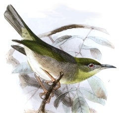 Large Lifou White-Eye photo 2