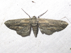 Holochroa dissociarius