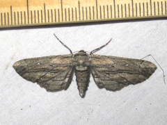 Holochroa dissociarius