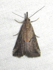 Hypena minualis