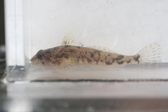 Cottus cognatus
