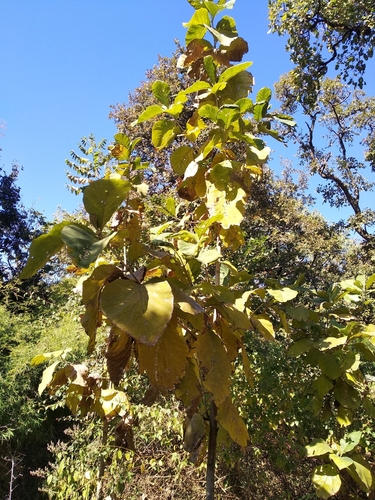 Tectona grandis