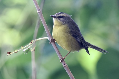 Golden-crowned Warbler