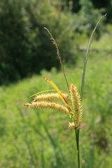 Carex schweinitzii