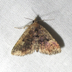 Metalectra miserulata