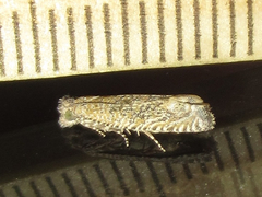 Pelochrista comatulana